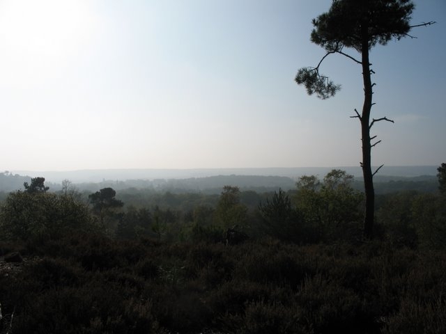 2007 10 Bois de Rochefort 08